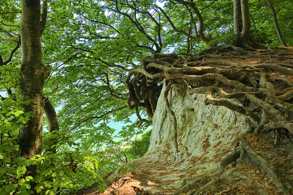 Eindrucksvolle Wurzeln schauen aus der Kreideerde im Wald im Naturpark Jassmund
