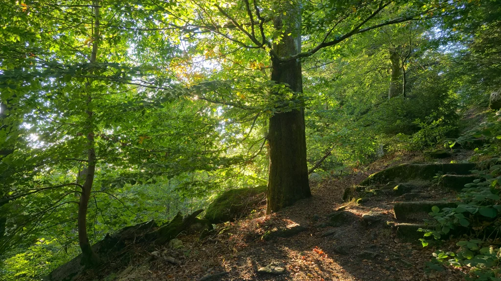 Am Waldstein im Wald. Sonnenlicht scheint durch die Bläter der Bäume