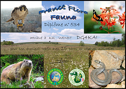 FFF 15 Diplom DG4KAI